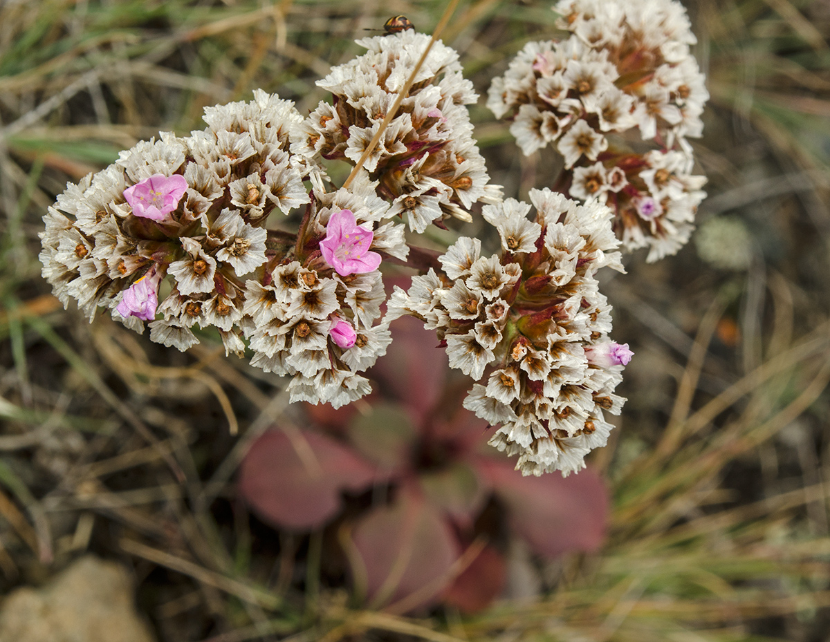 Изображение особи Goniolimon speciosum.