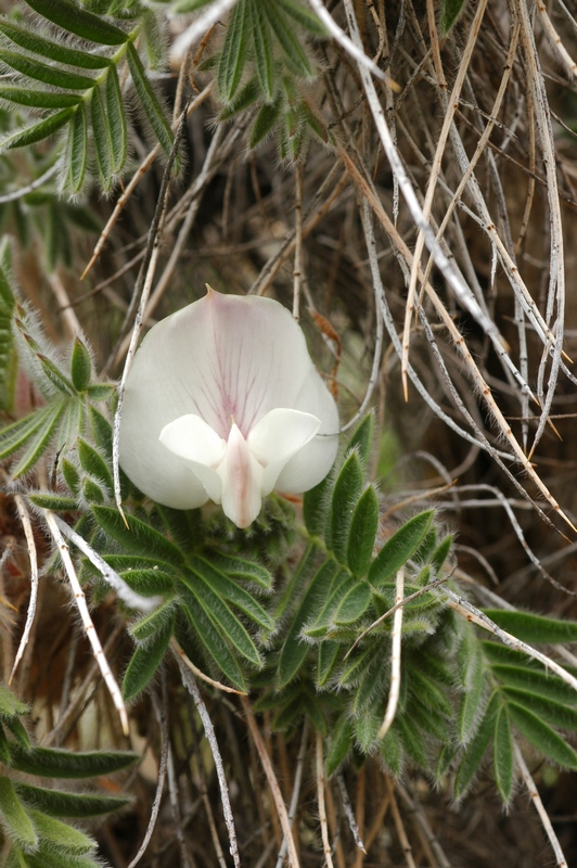 Image of Caragana jubata specimen.