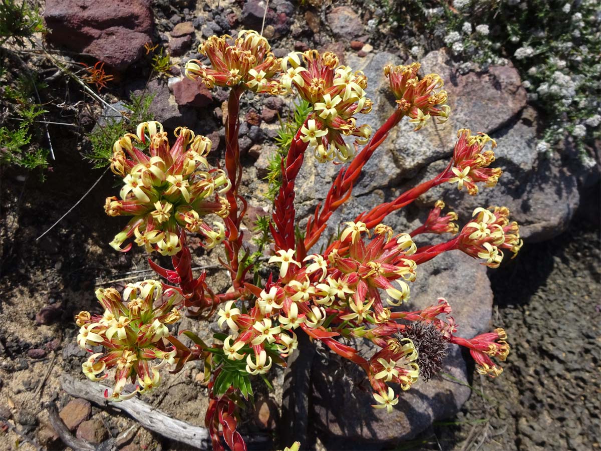 Изображение особи Crassula fascicularis.