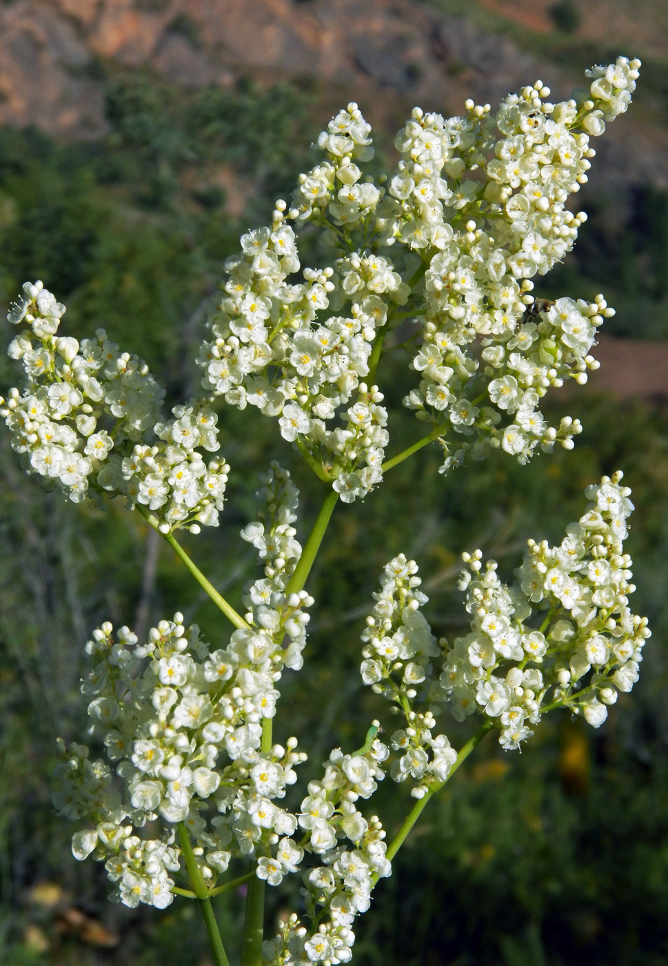 Изображение особи Aconogonon coriarium.