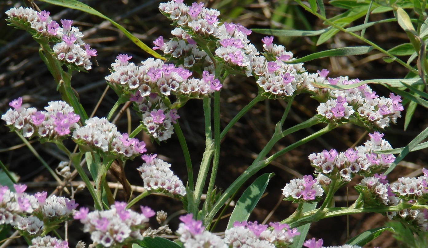 Изображение особи Goniolimon speciosum.