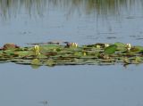 Nymphaea candida