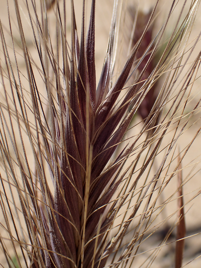 Изображение особи Hordeum leporinum.