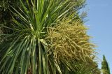 Cordyline australis. Верхушка растения с соплодием. Крым, Южный Берег, пгт Партенит, ЛОК \"Айвазовское\", озеленение набережной. 03.08.2017.