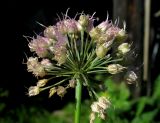 Allium senescens ssp. glaucum