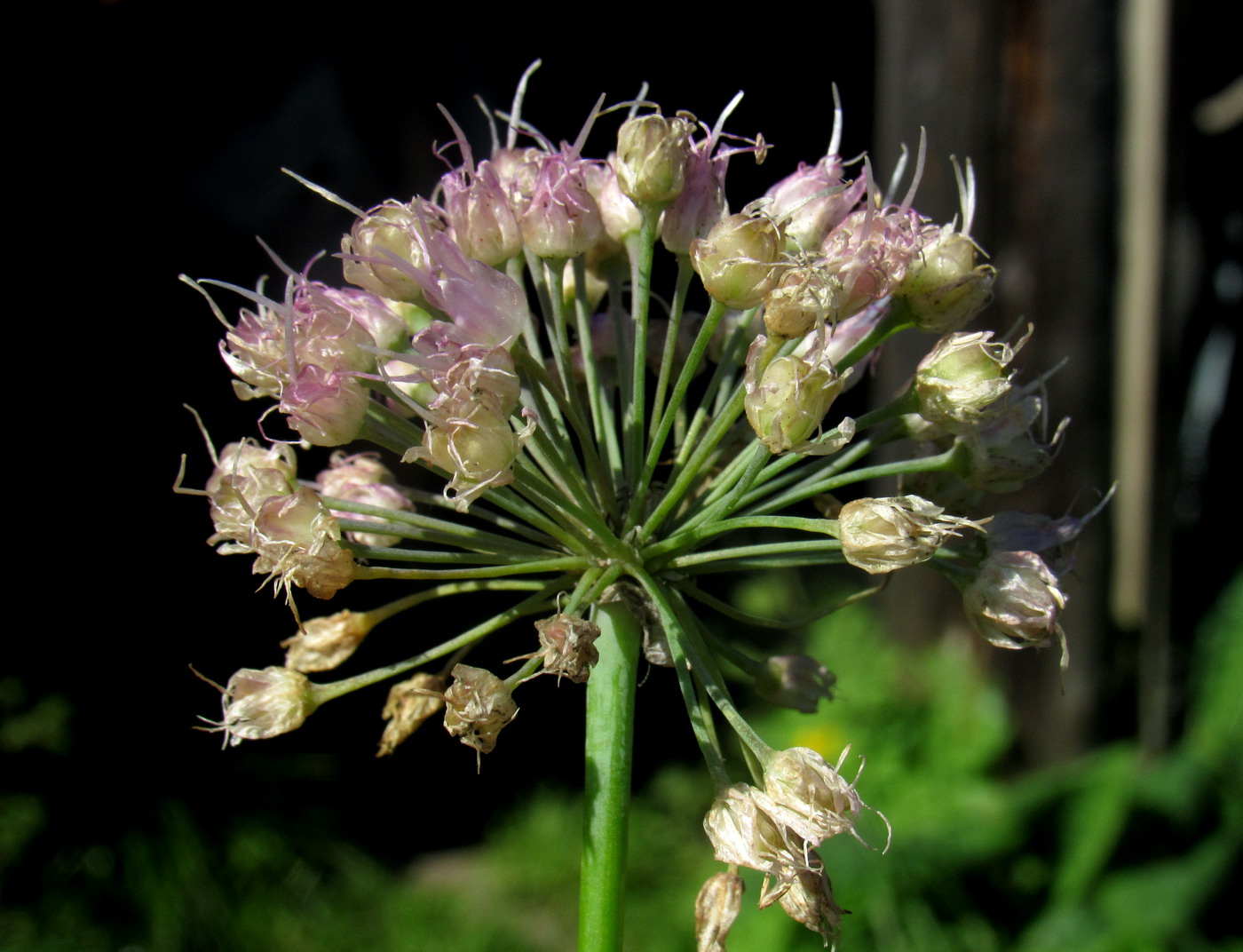 Image of Allium senescens ssp. glaucum specimen.