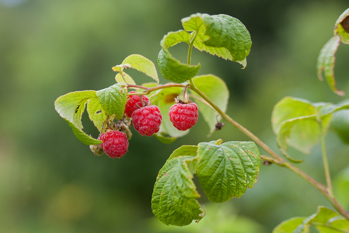 Изображение особи Rubus idaeus.