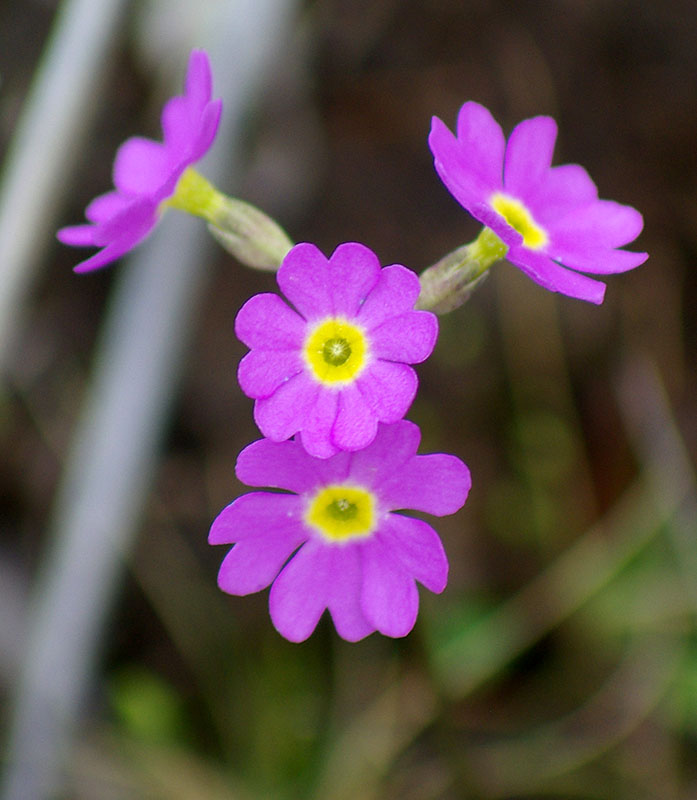 Изображение особи род Primula.