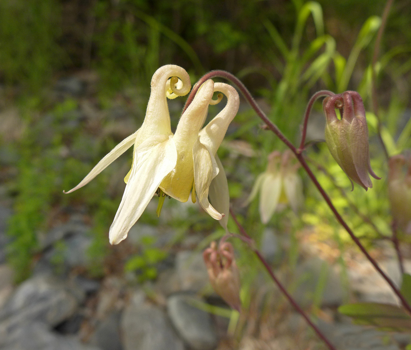 Image of Aquilegia ganboldii specimen.