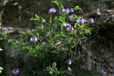 Lathyrus laxiflorus