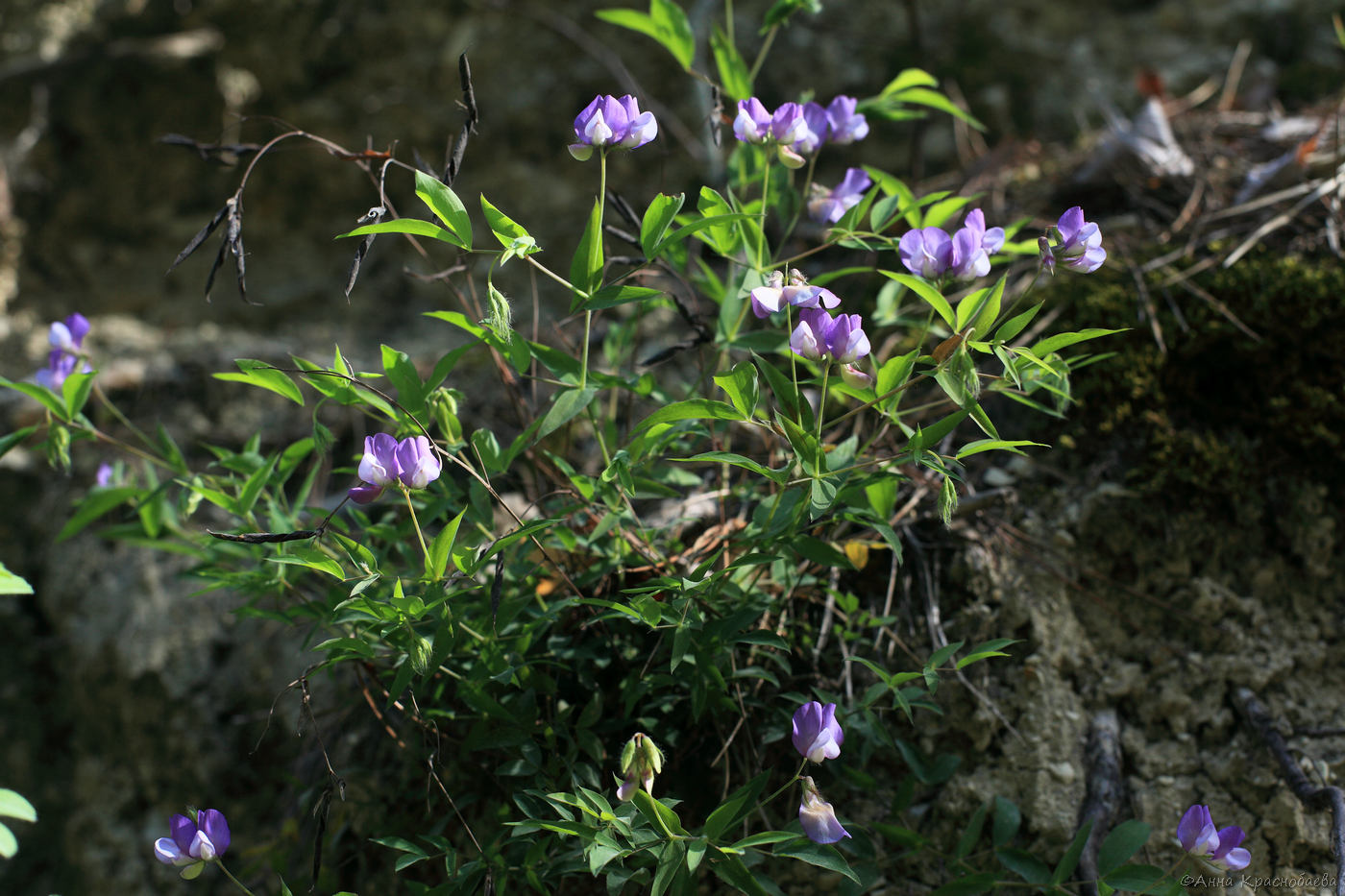 Image of Lathyrus laxiflorus specimen.