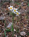 Narcissus tazetta. Цветущее растение. Турция, национальный парк Олимпос-Бейдаглары, мыс Гелидония, сосновый лес. 04.01.2019.