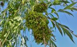 genus Salix