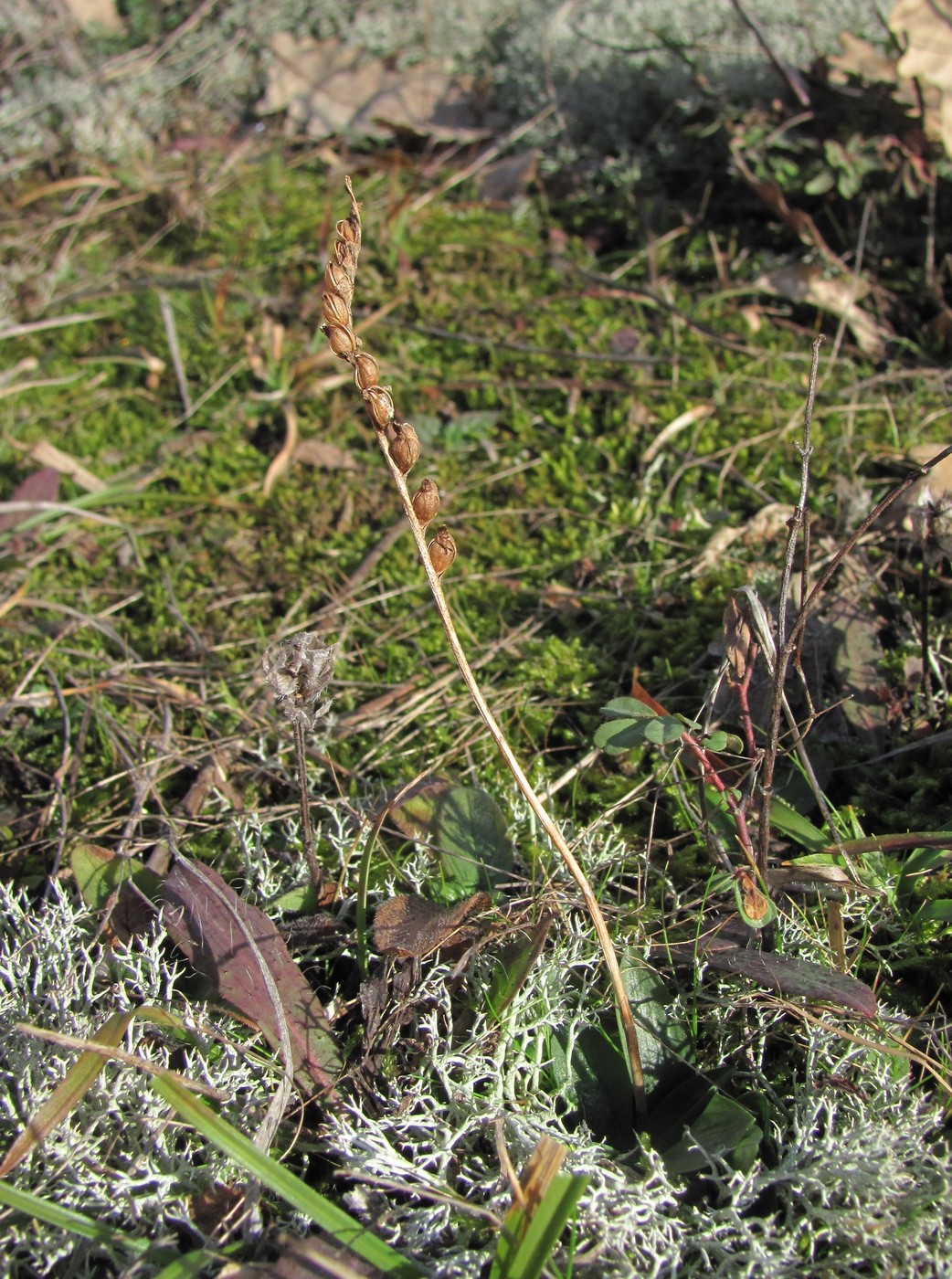 Изображение особи Spiranthes spiralis.