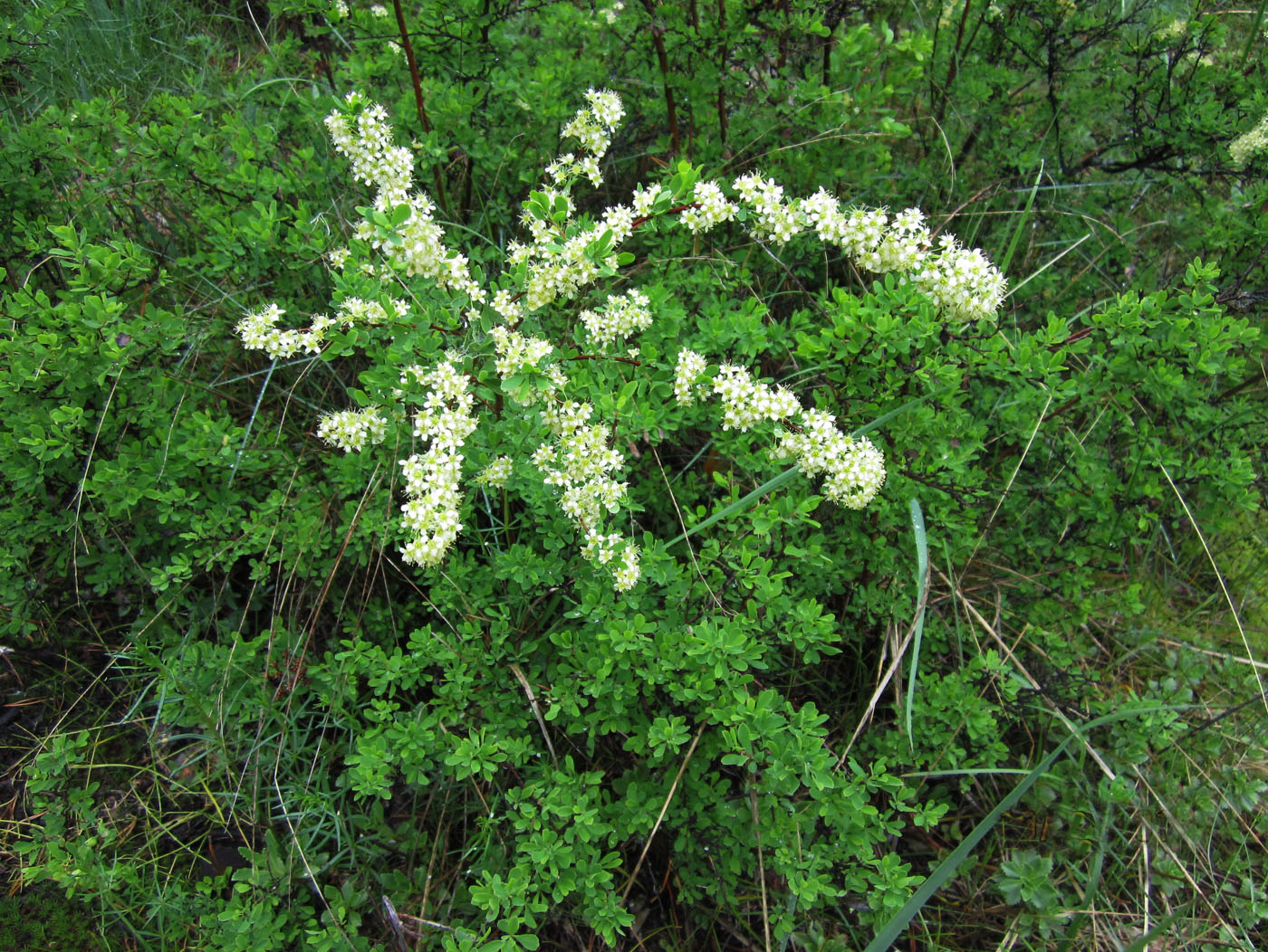 Image of Spiraea hypericifolia specimen.