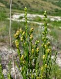 Artemisia salsoloides