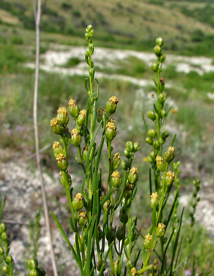 Изображение особи Artemisia salsoloides.