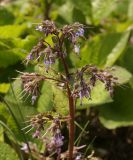 Trachystemon orientalis