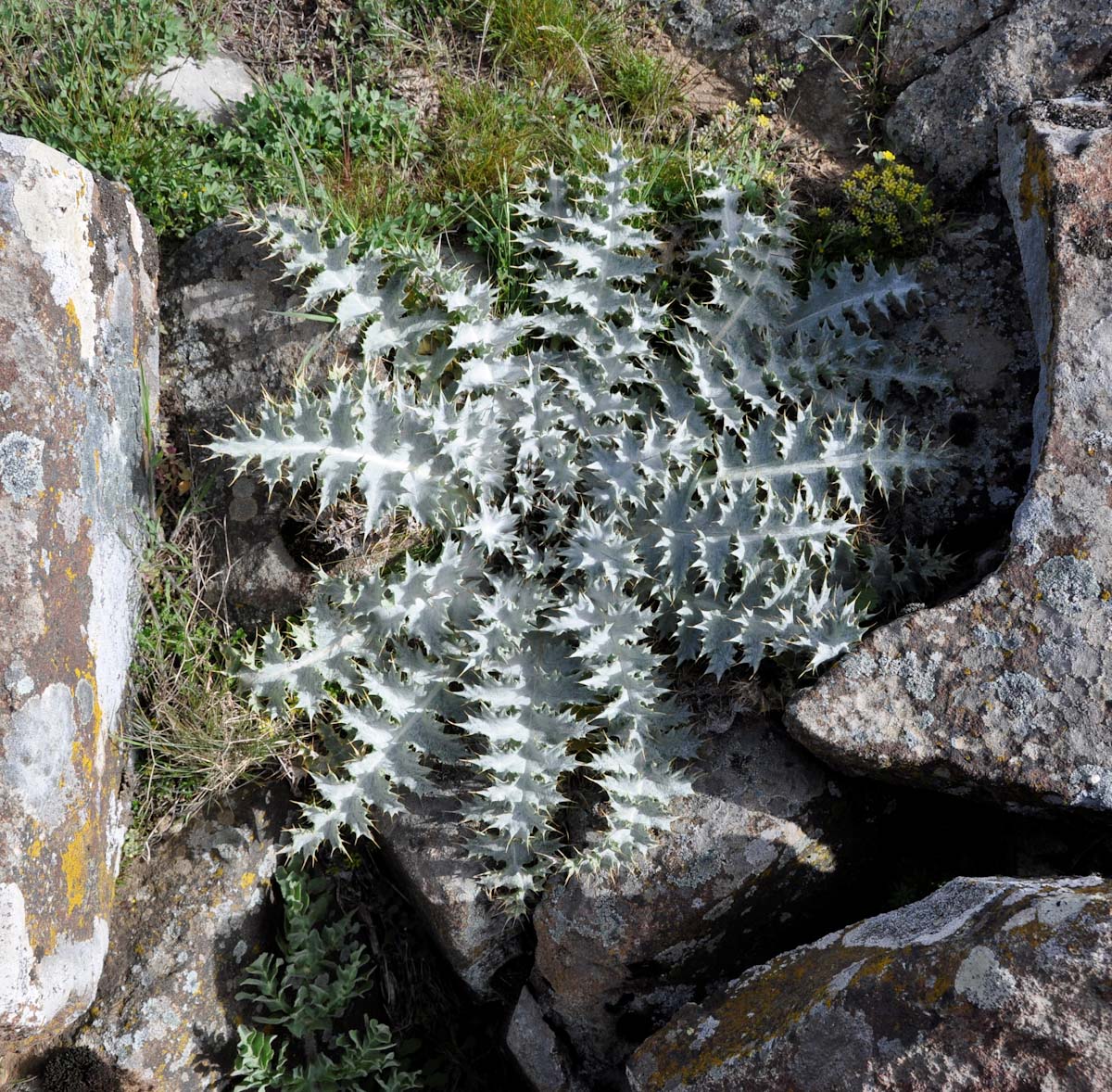 Image of Onopordum bracteatum specimen.