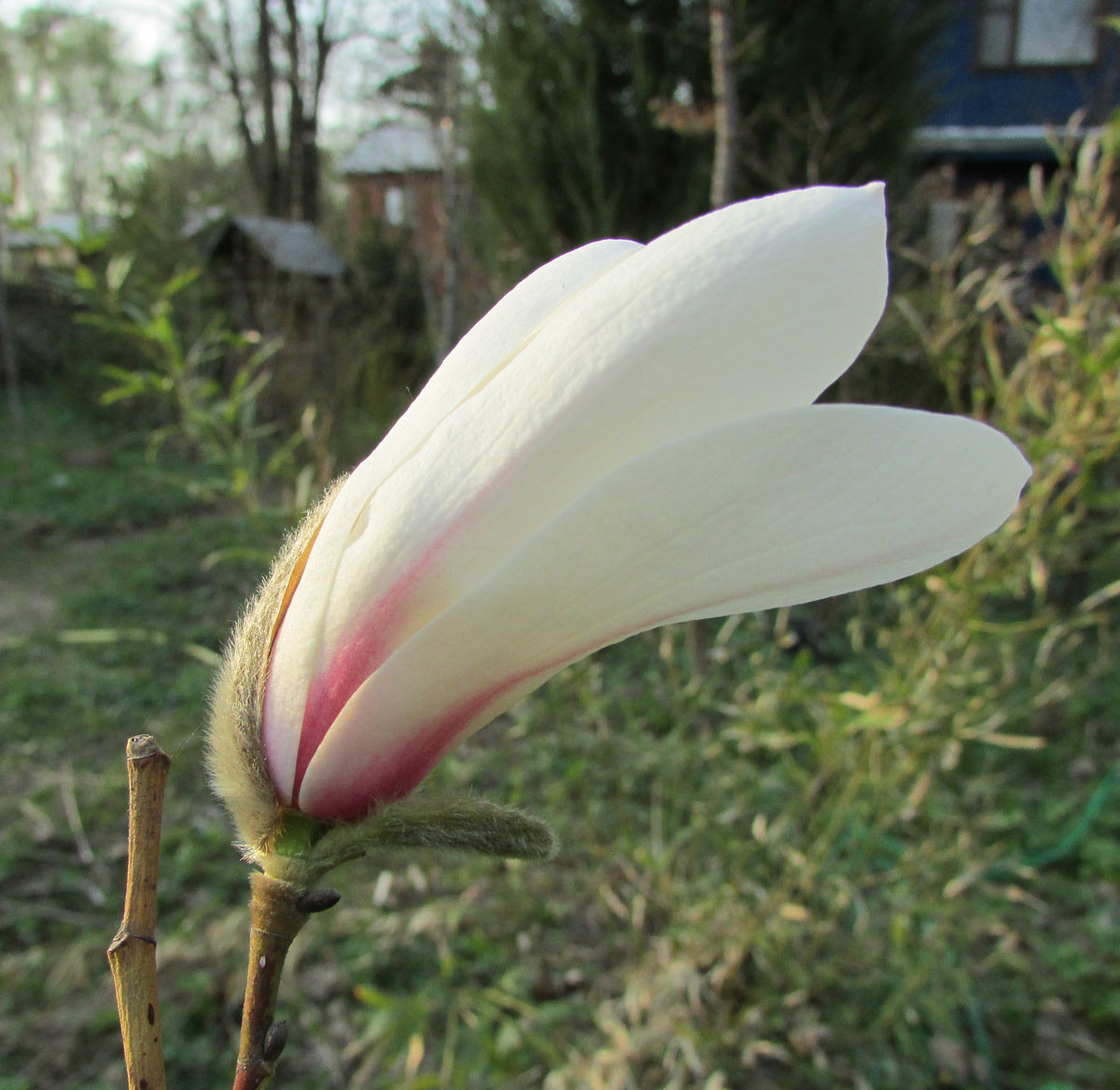 Image of Magnolia salicifolia specimen.