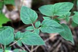 Origanum vulgare. Фрагмент растения с листьями и стеблями. Республика Татарстан, Камско-Устьинский р-н, окр. с. Тенишево, долина р. Волга, обрывистый правый берег в р-не Юрьевских пещер. 05.08.2018.