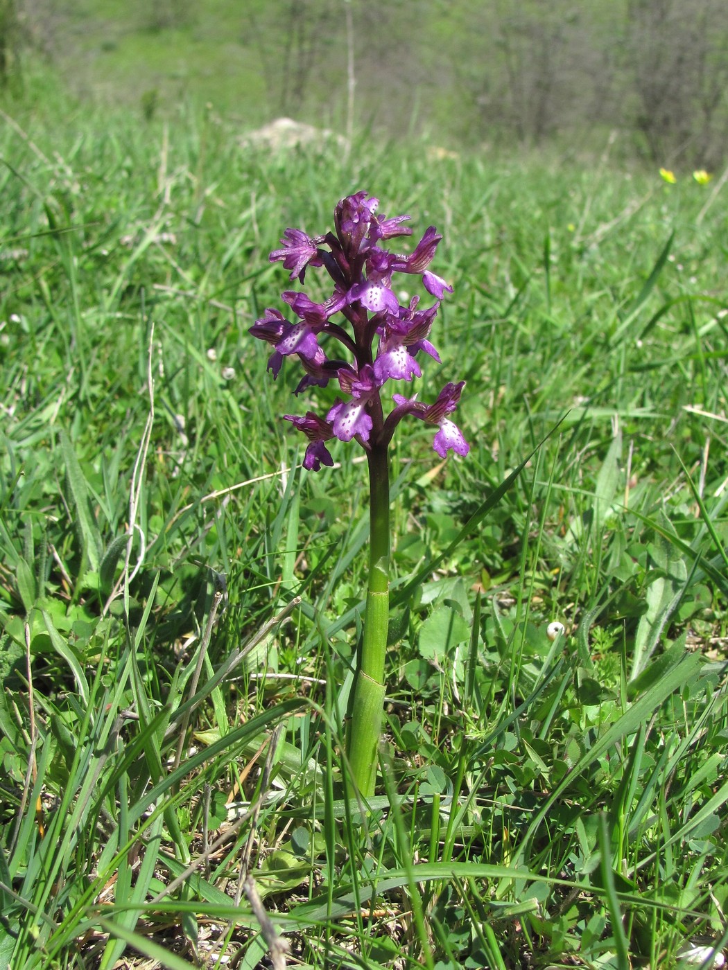 Изображение особи Anacamptis morio ssp. caucasica.