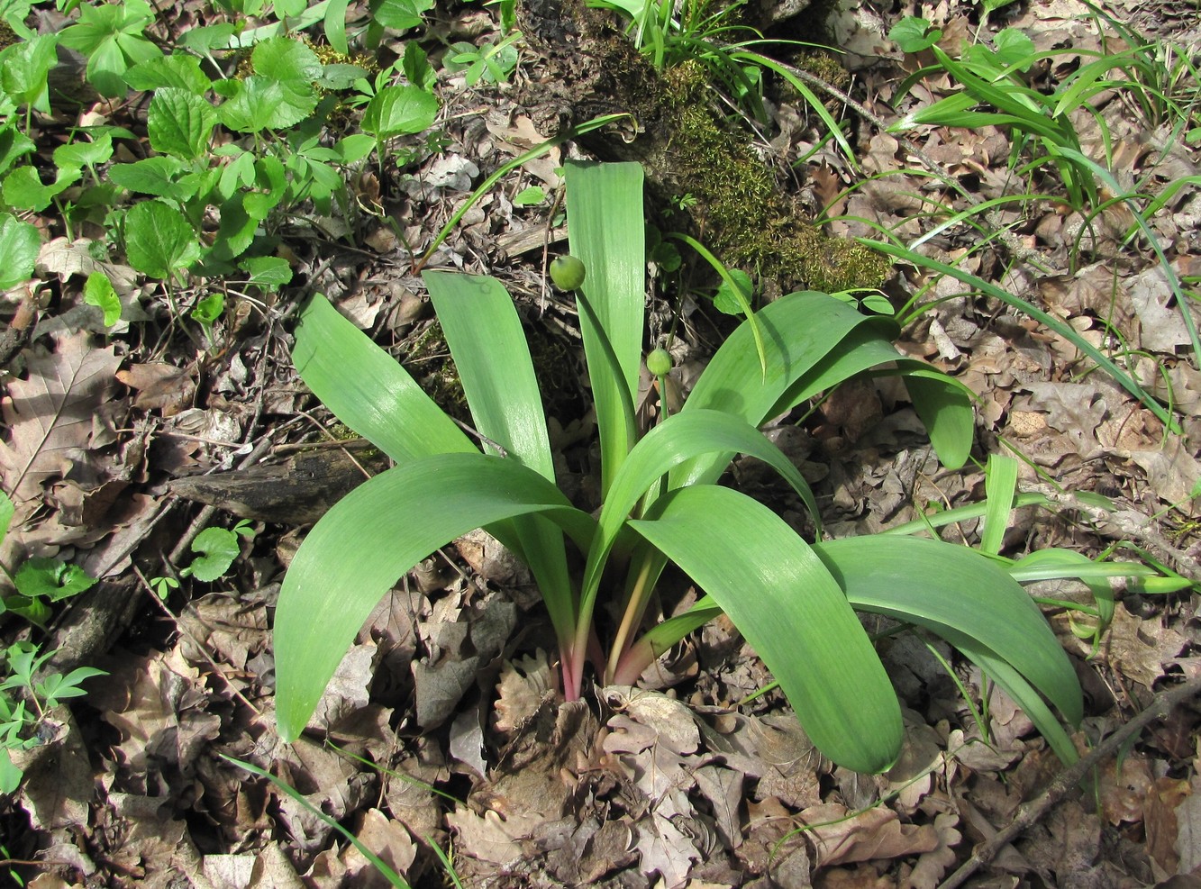 Image of Allium grande specimen.