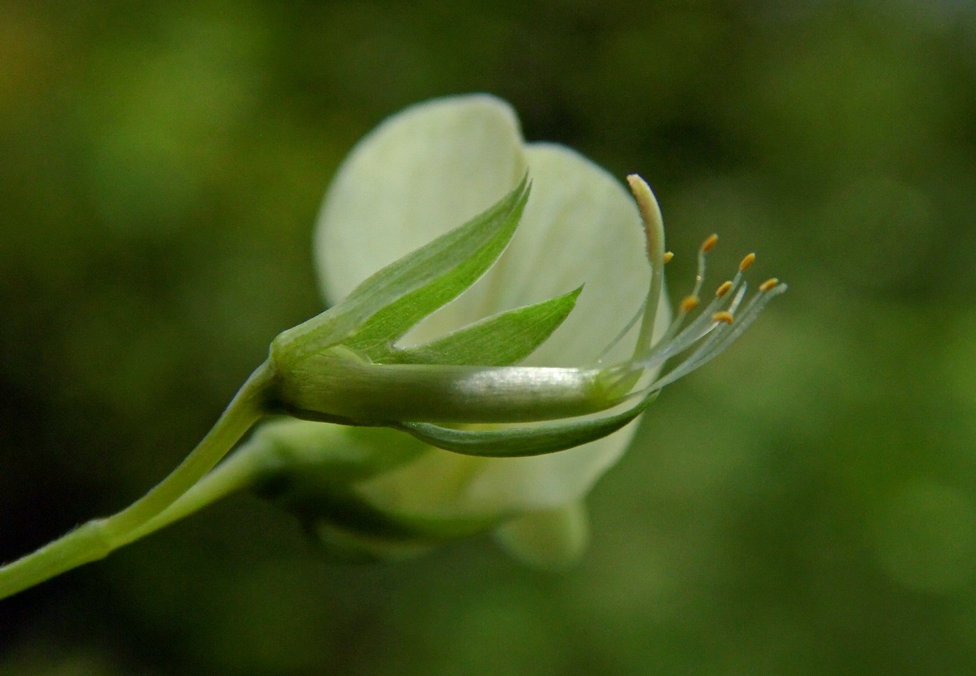 Изображение особи Lathyrus aphaca.