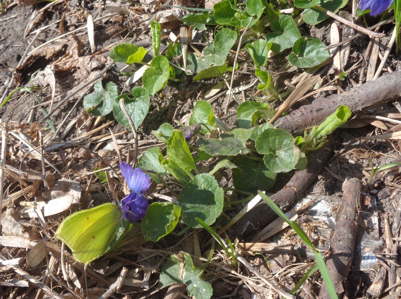 Image of Viola odorata specimen.