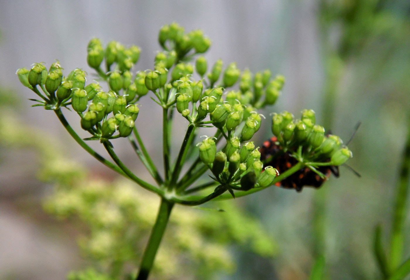 Изображение особи Petroselinum crispum.