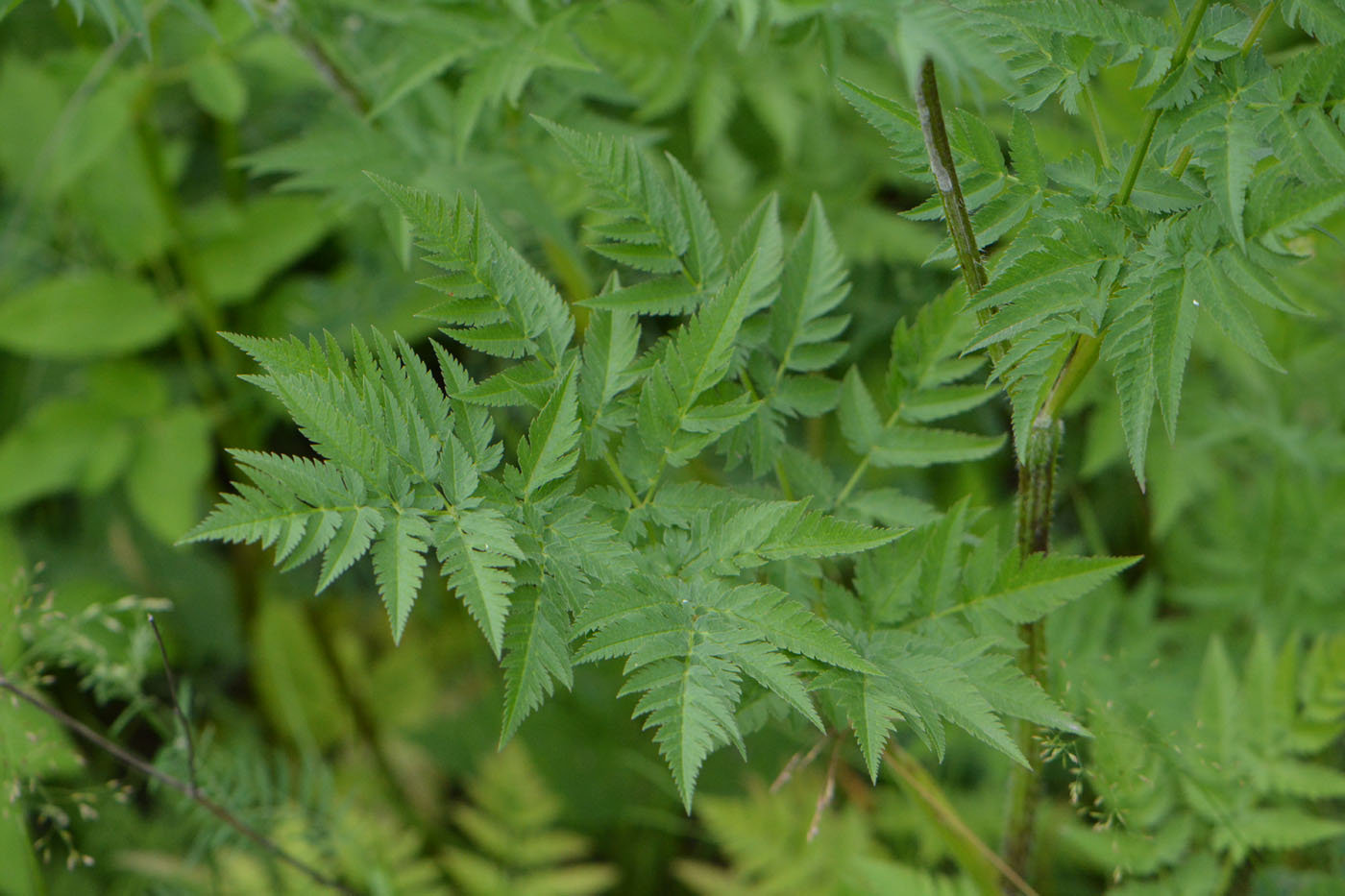 Image of Chaerophyllum aureum specimen.