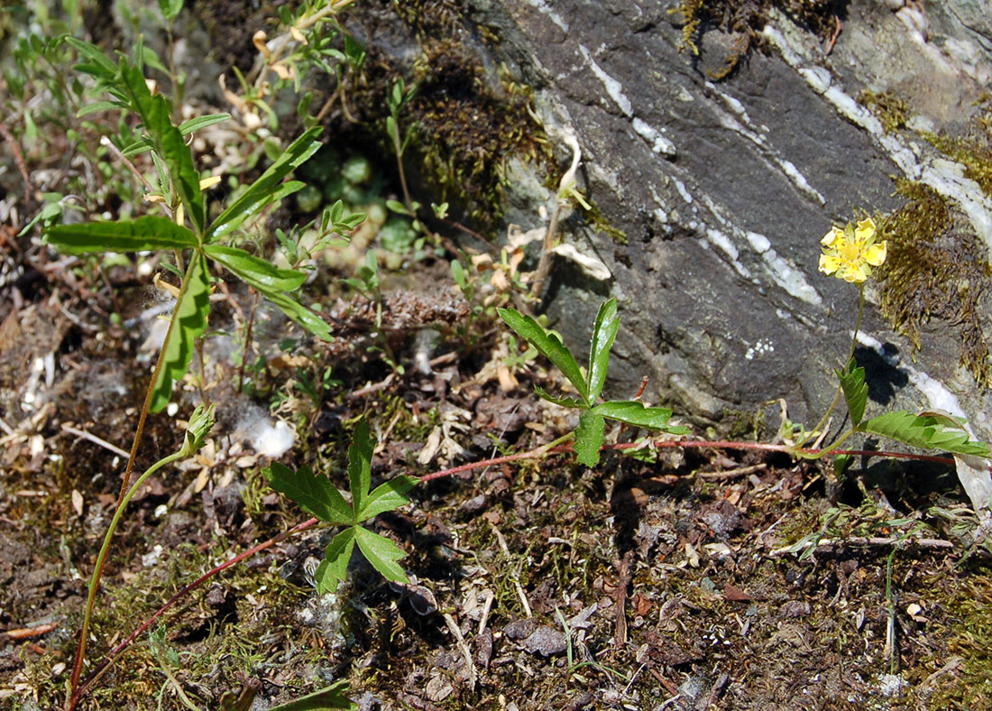 Изображение особи Potentilla flagellaris.