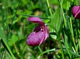 Cypripedium macranthos