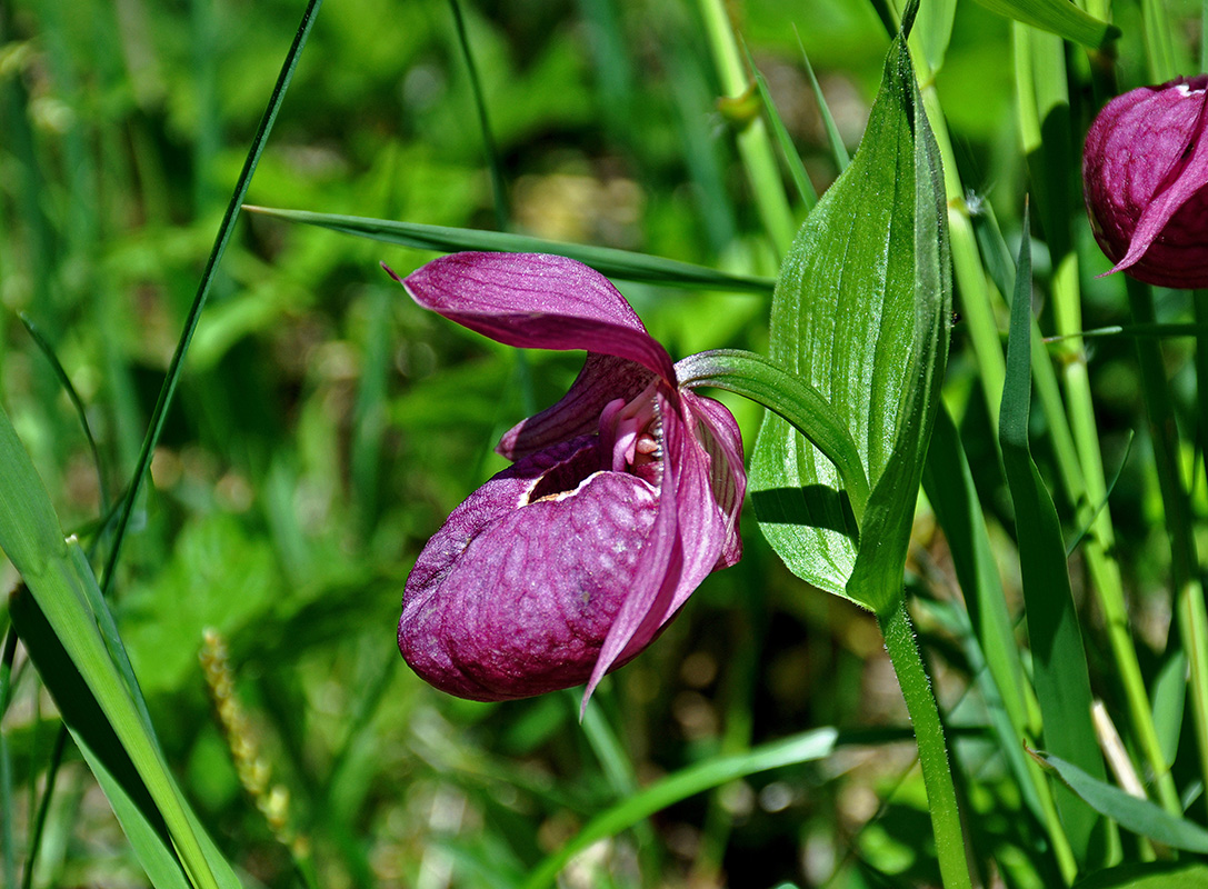 Image of Cypripedium macranthos specimen.