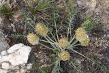 Astragalus lupulinus