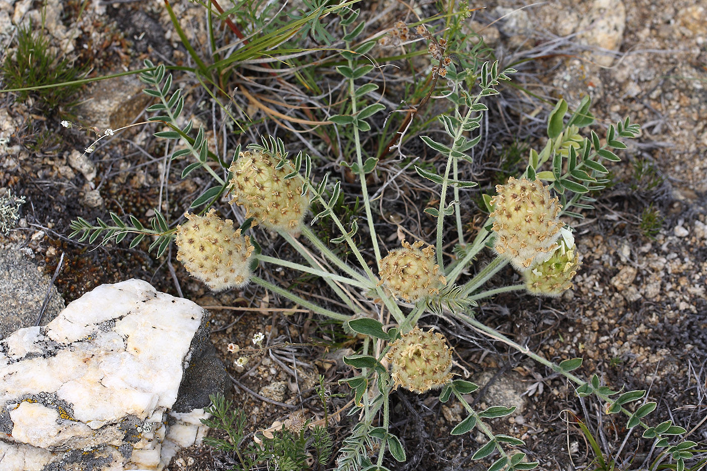 Image of Astragalus lupulinus specimen.