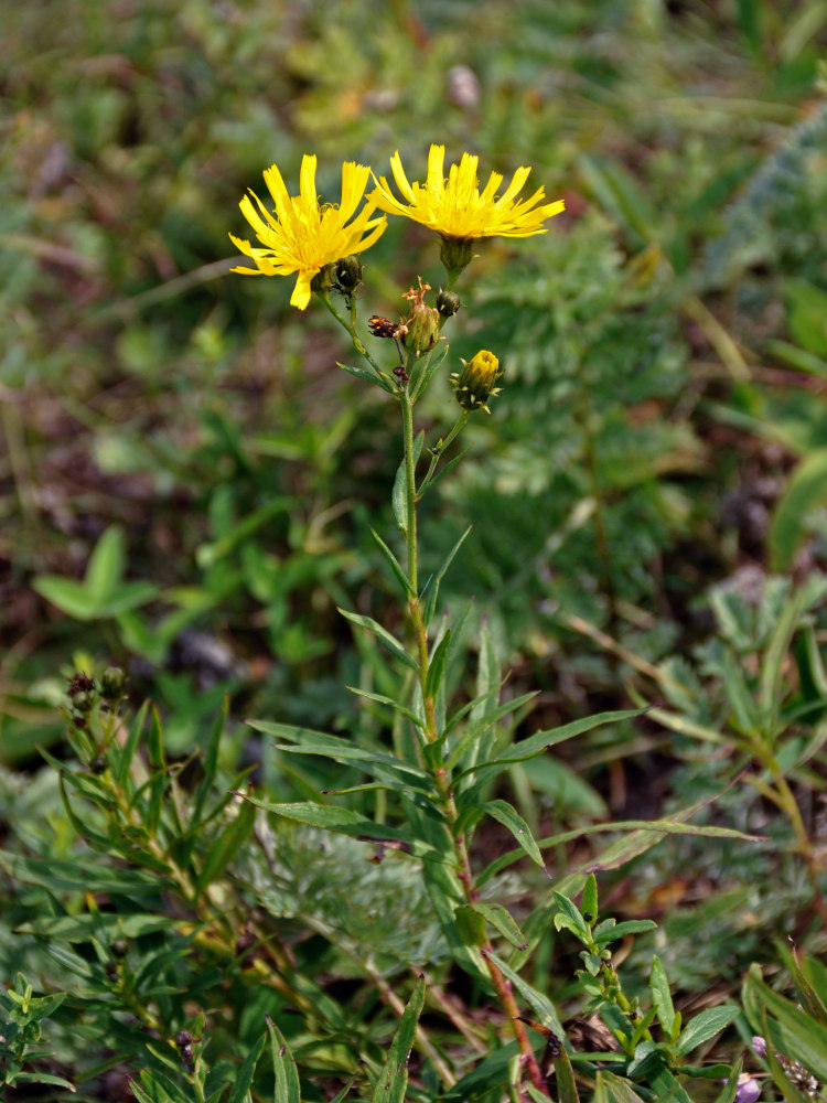 Изображение особи Hieracium umbellatum.