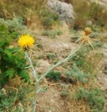 Centaurea solstitialis