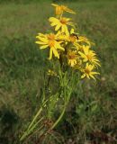 Senecio jacobaea