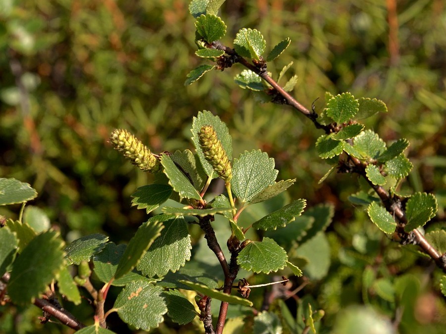 Изображение особи Betula &times; alpestris.