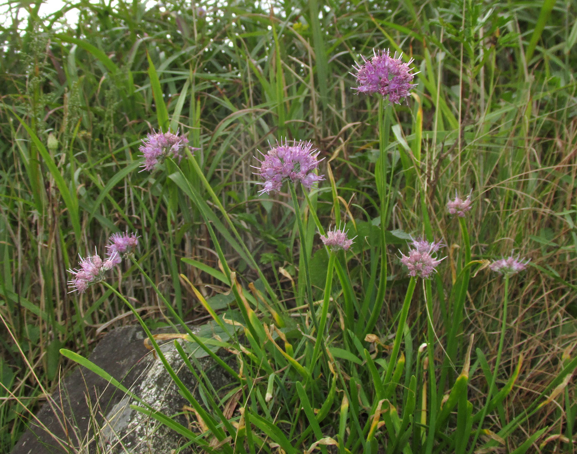 Image of Allium spirale specimen.