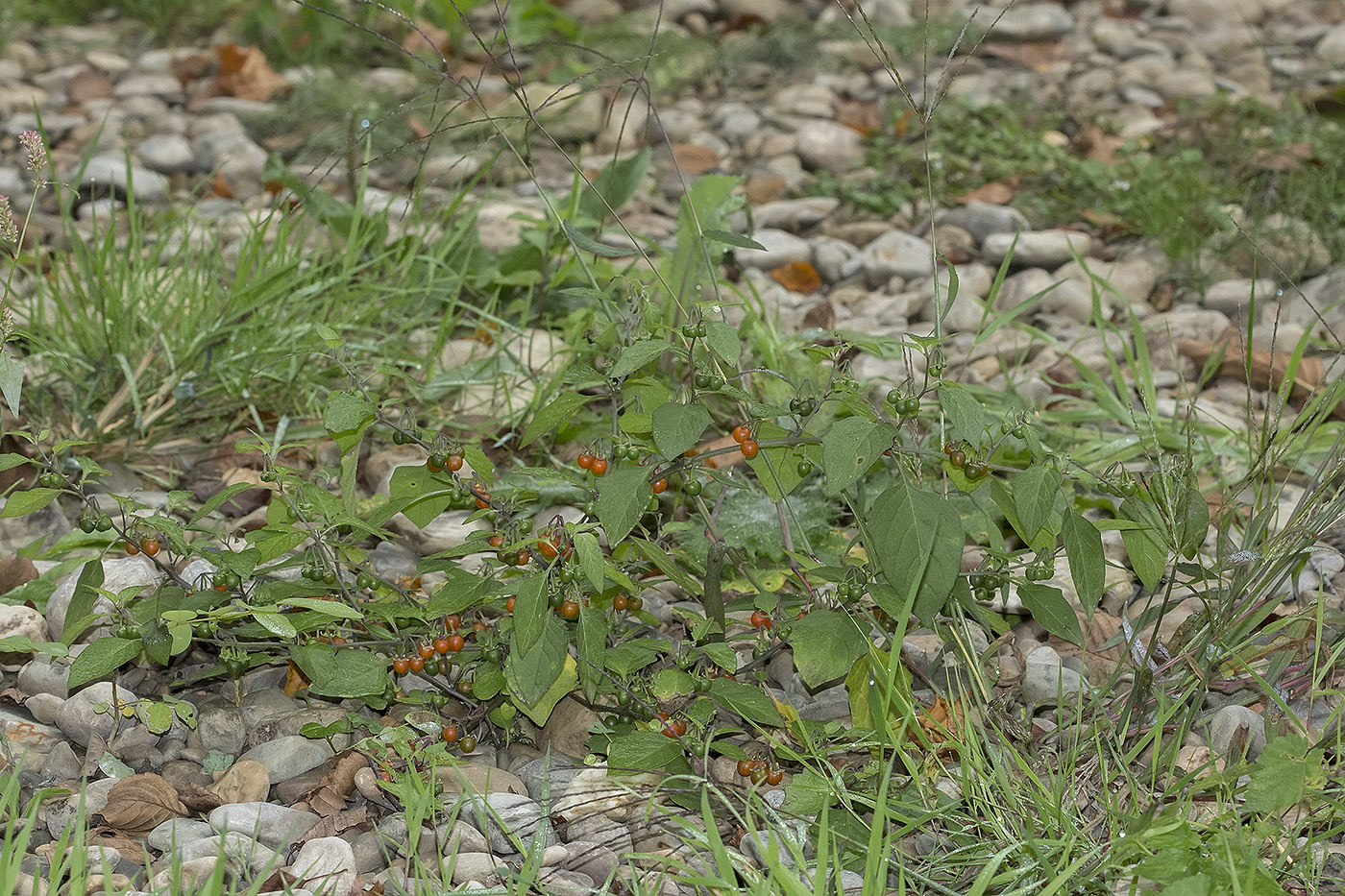 Image of Solanum zelenetzkii specimen.