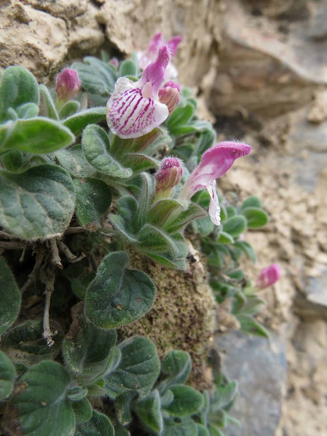 Изображение особи Scutellaria poecilantha.