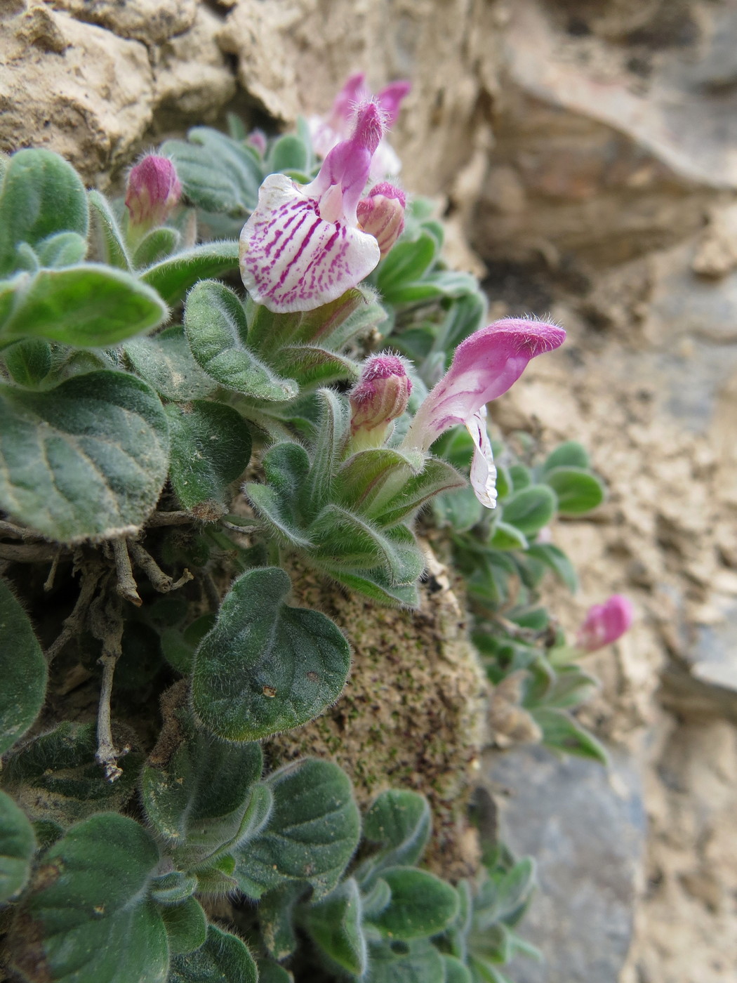 Image of Scutellaria poecilantha specimen.