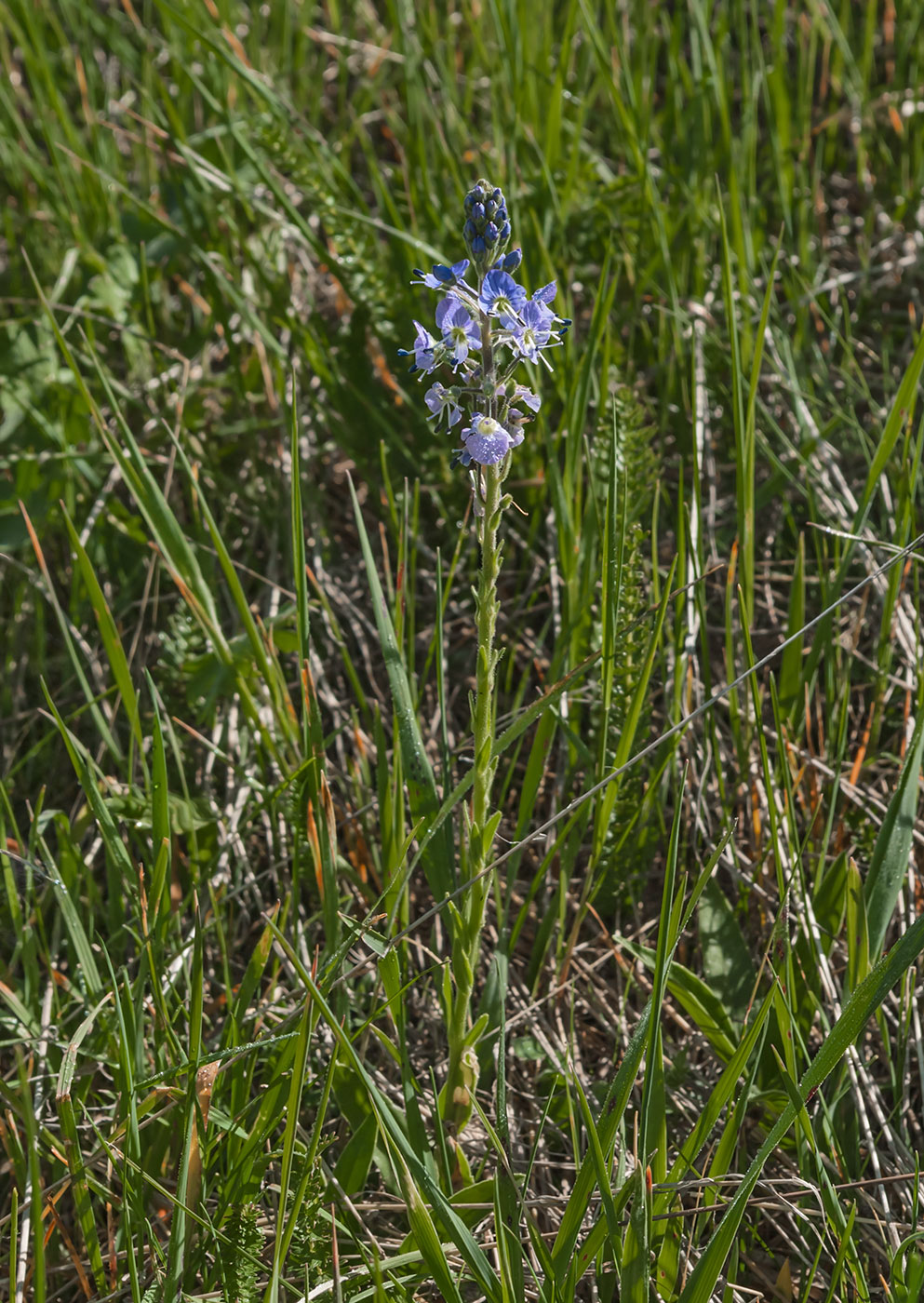 Image of Veronica gentianoides specimen.