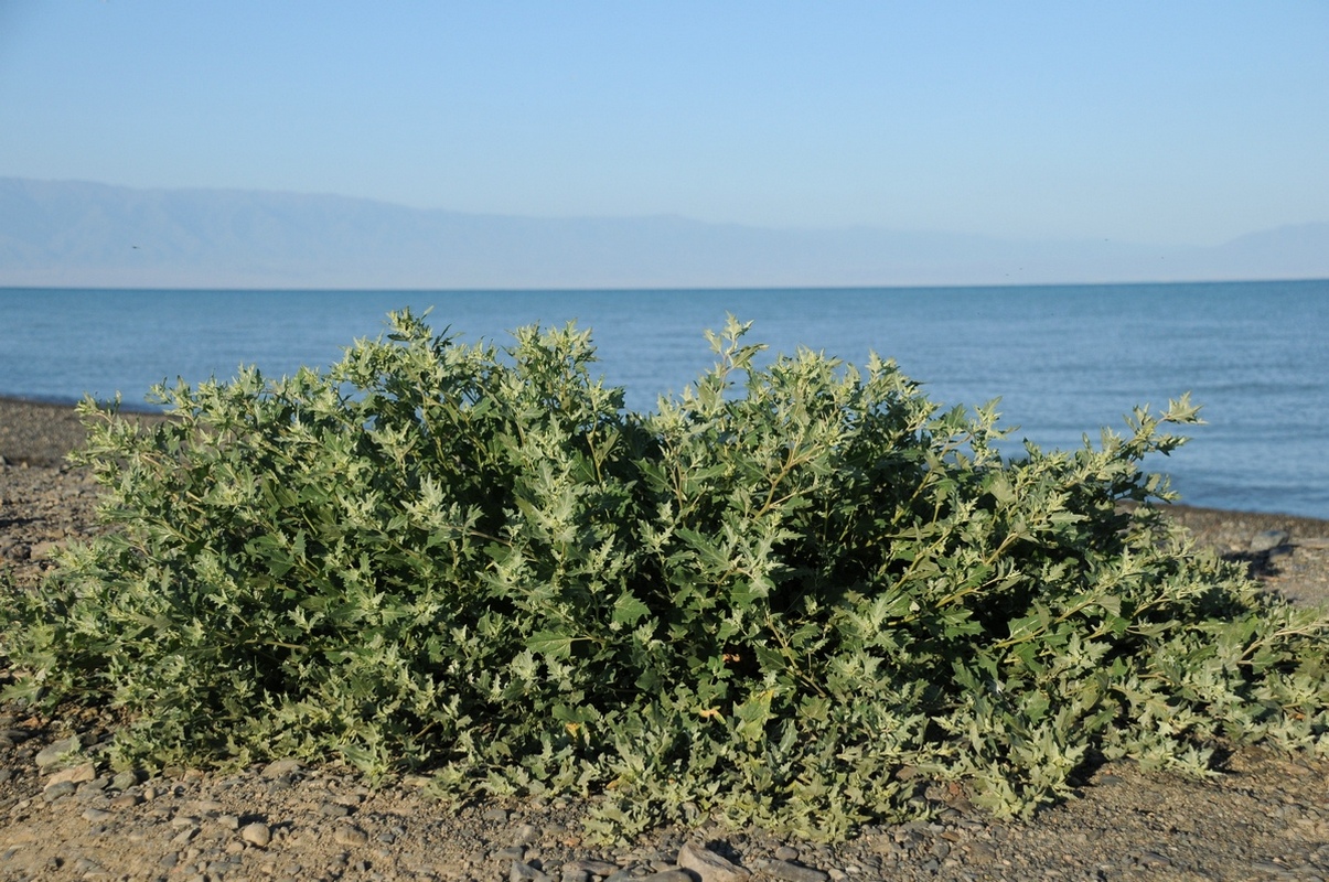 Image of Atriplex tatarica specimen.