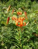 Lilium lancifolium