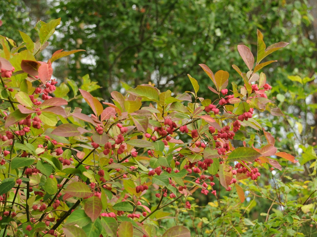 Image of Euonymus europaeus specimen.