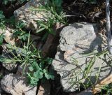 Thesium repens