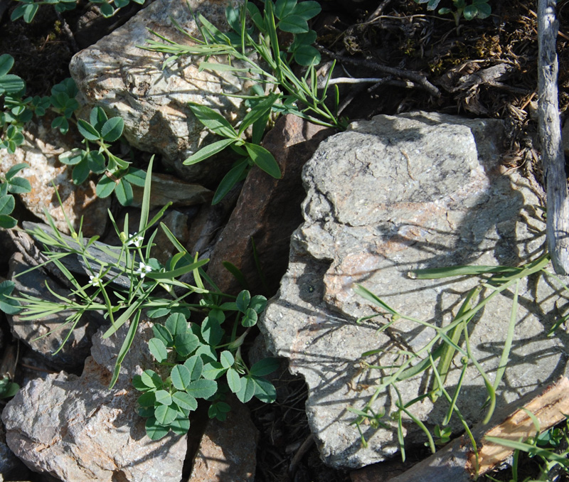 Image of Thesium repens specimen.